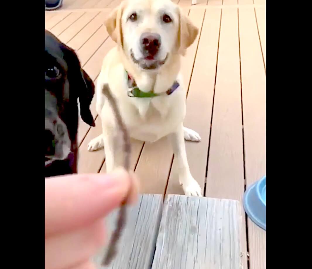 ラブラドールレトリーバー,動画