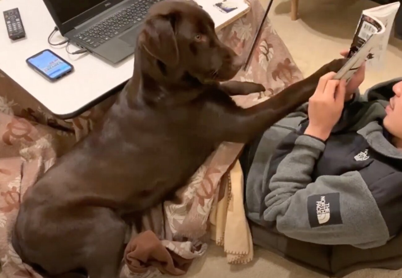 ラブラドールレトリーバー,動画