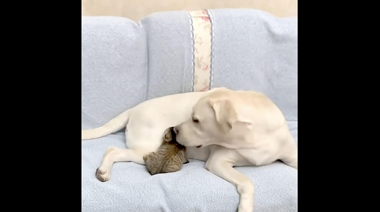 ラブラドールレトリーバー,動画