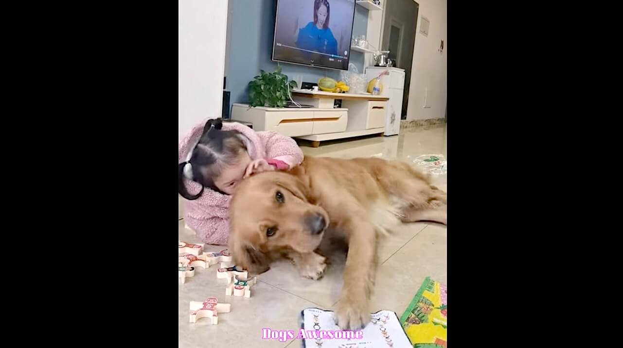 ゴールデンレトリーバー,動画