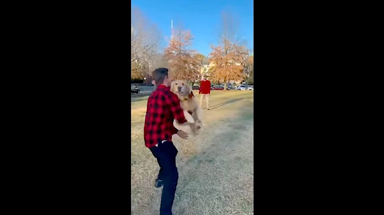 ゴールデンレトリーバー,動画