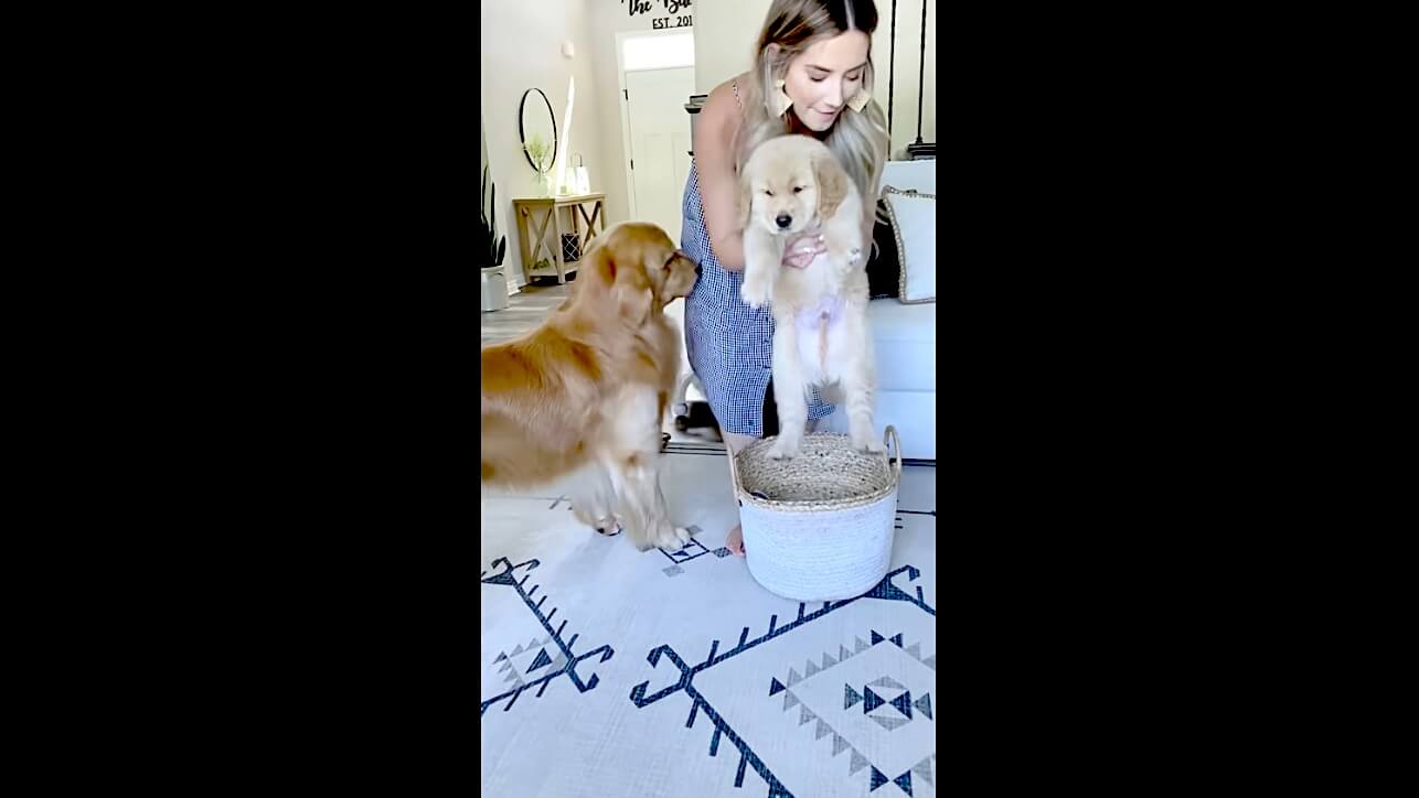 ゴールデンレトリーバー,動画