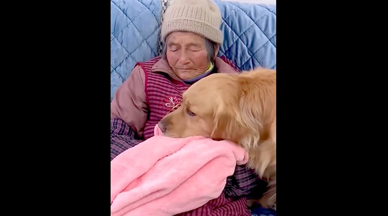 ゴールデンレトリーバー,動画