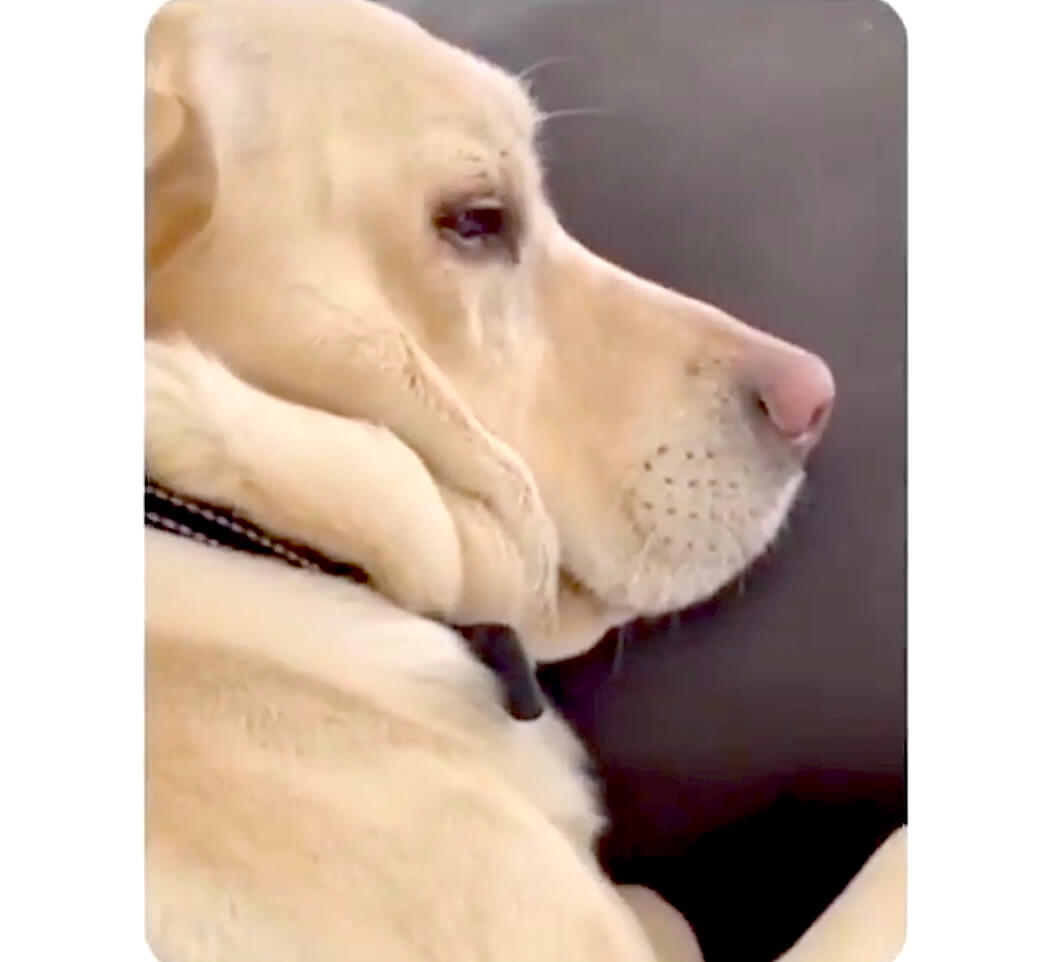 ラブラドールレトリーバー,動画