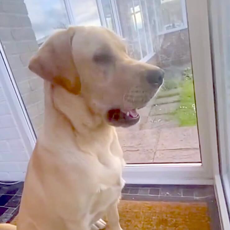 ラブラドールレトリーバー,動画