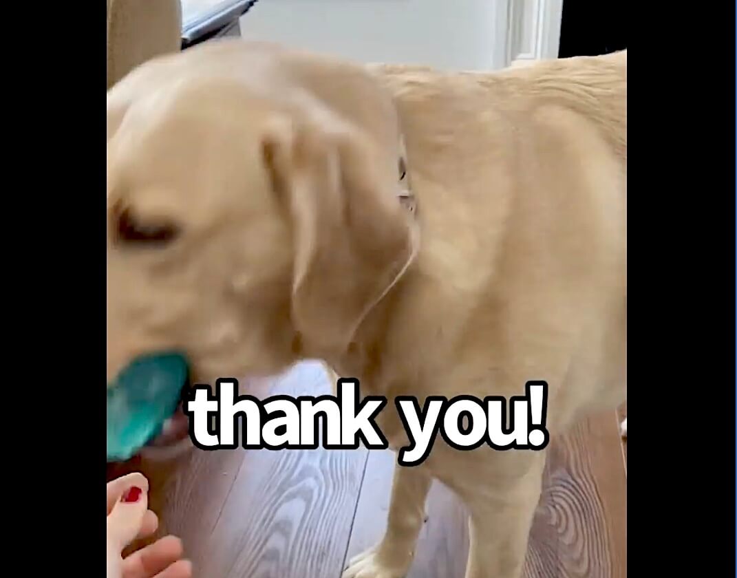 ラブラドールレトリーバー,動画