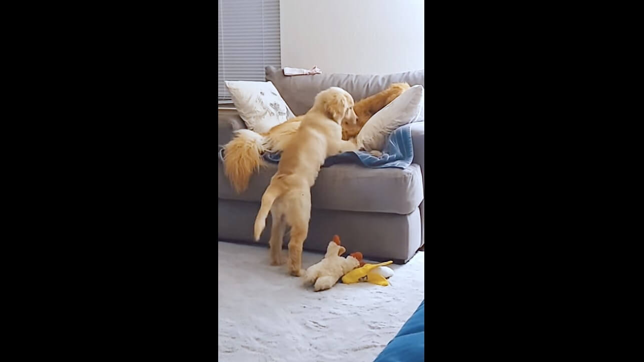 ゴールデンレトリーバー,動画