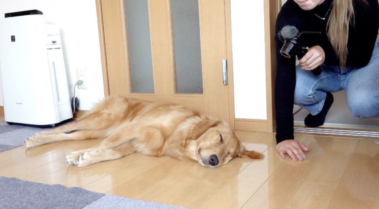 ゴールデンレトリーバー,動画