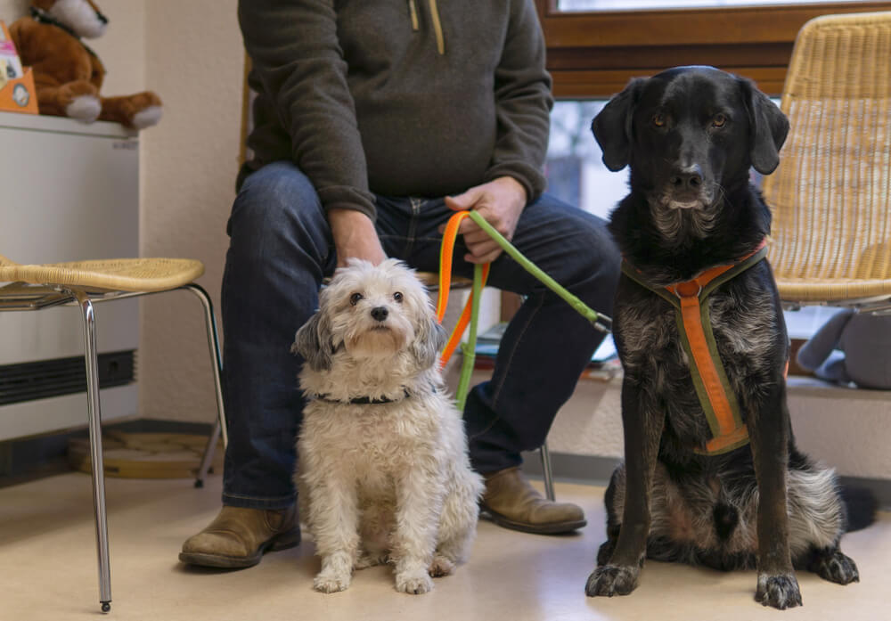 レトリーバー,かかりつけ医,動物病院