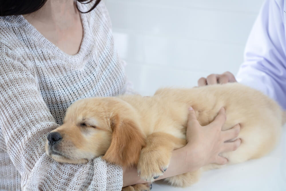 レトリーバー,かかりつけ医,動物病院