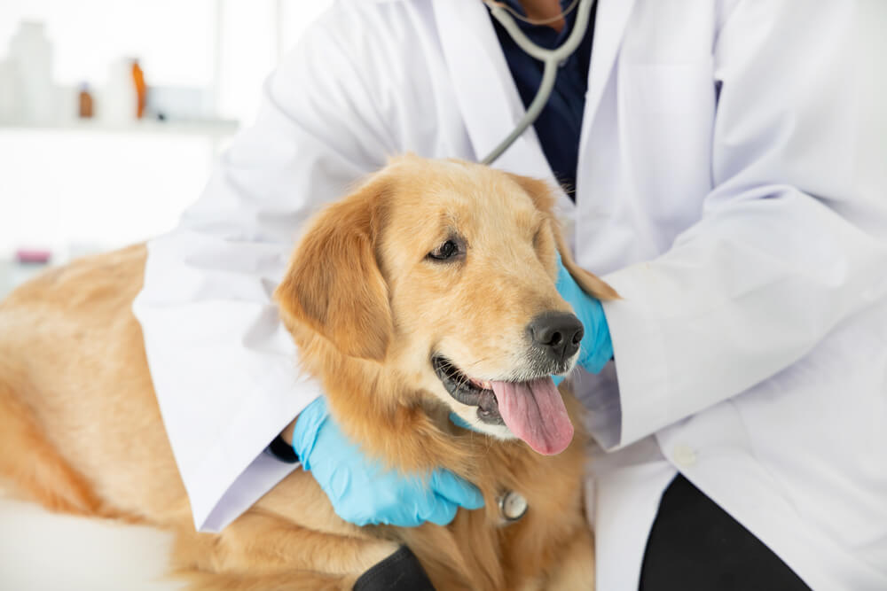 レトリーバー,かかりつけ医,動物病院