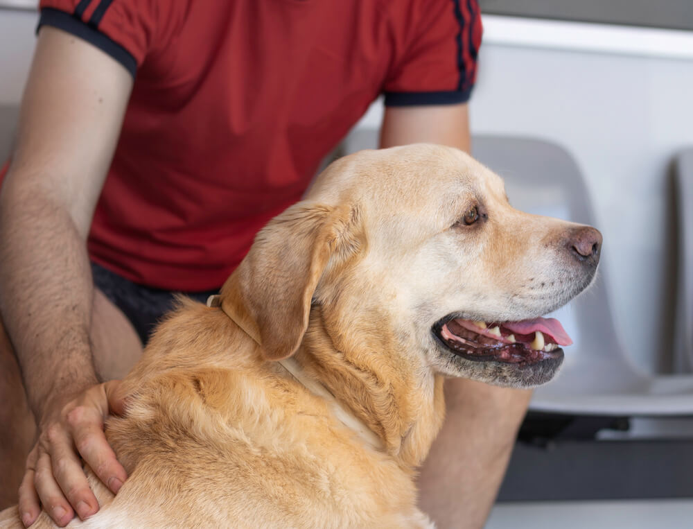 レトリーバー,かかりつけ医,動物病院