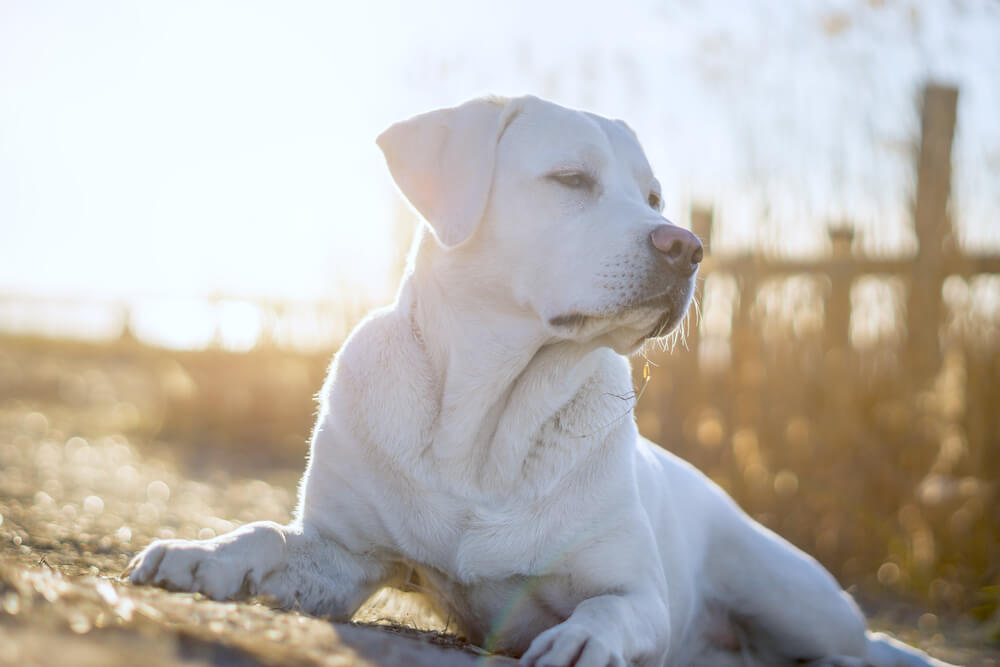 レトリーバー,かかりつけ医,動物病院