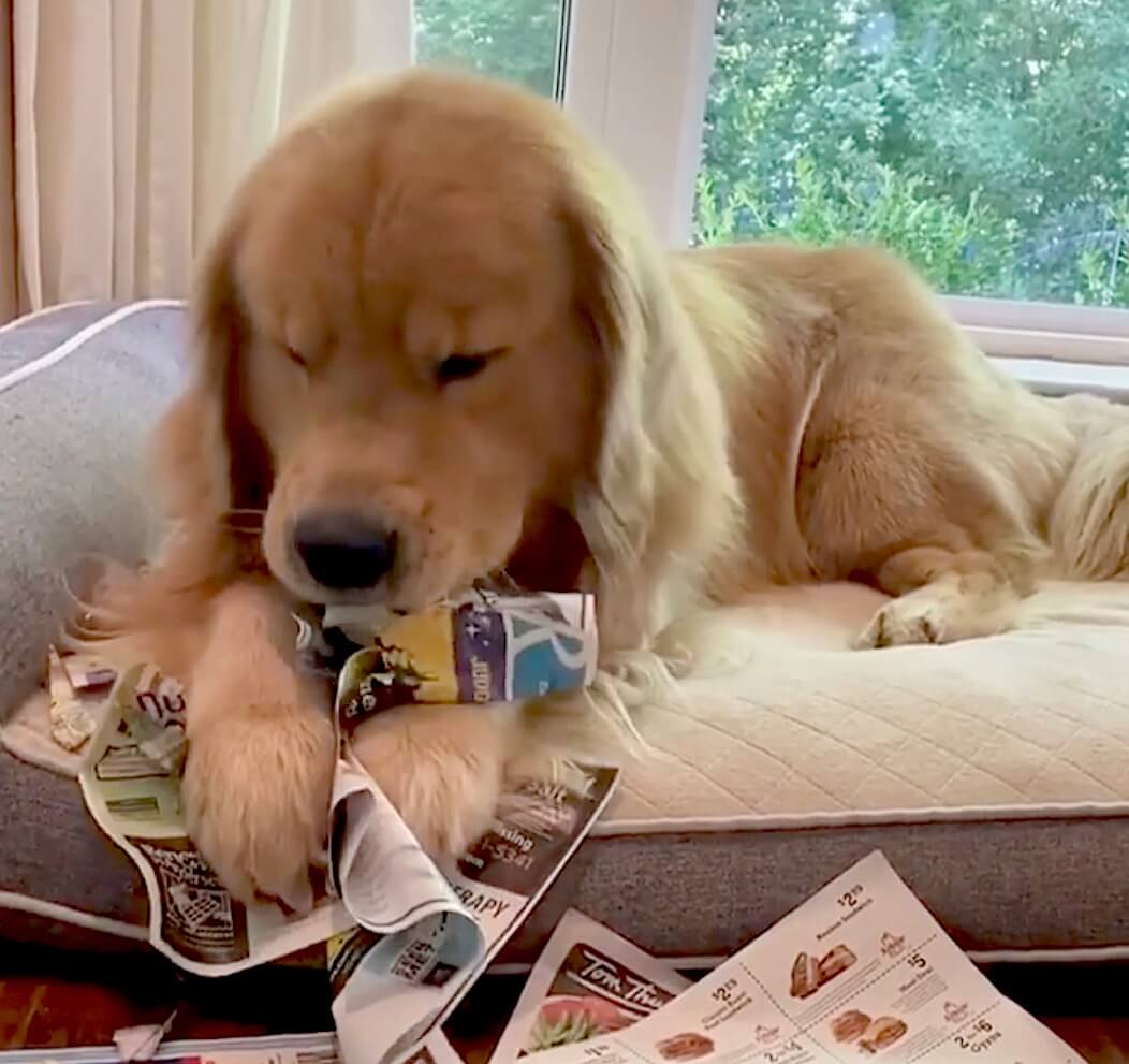 ゴールデンレトリーバー,動画