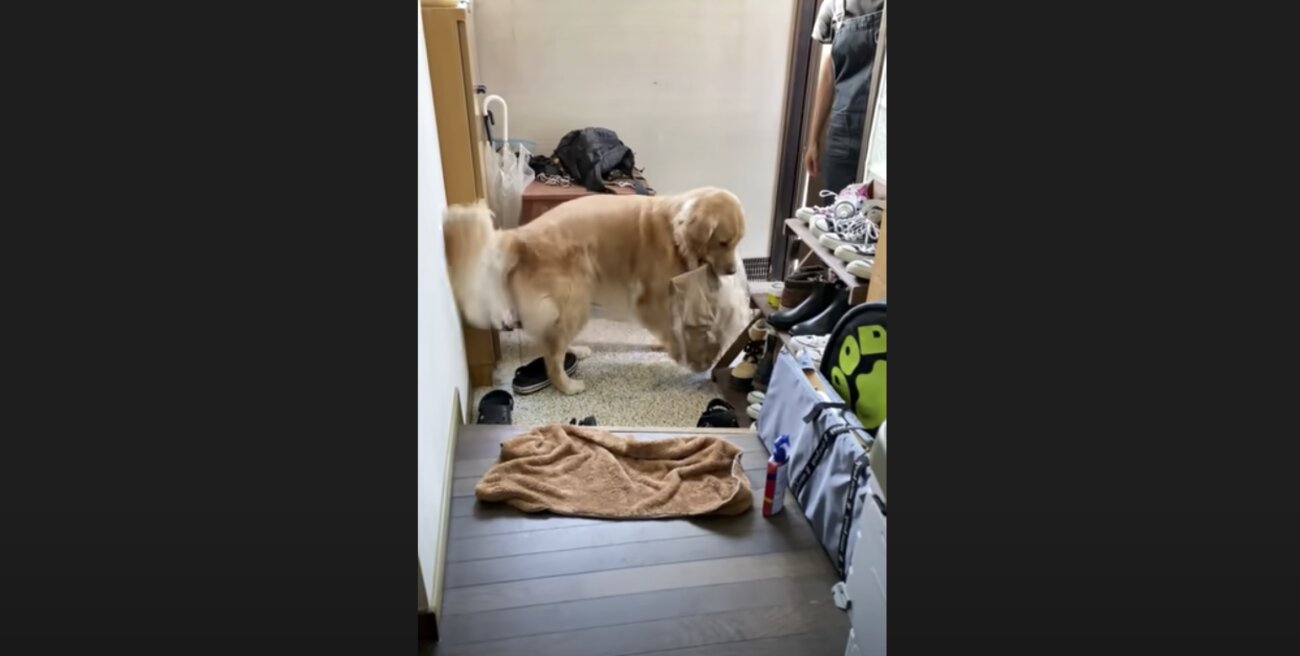 ゴールデンレトリーバー,動画