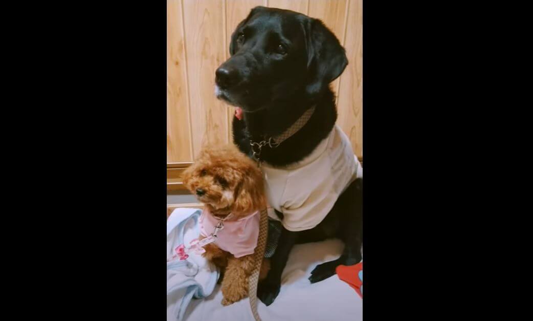 ラブラドールレトリーバー,動画