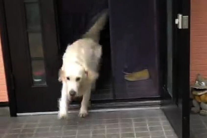 ゴールデンレトリーバー,動画