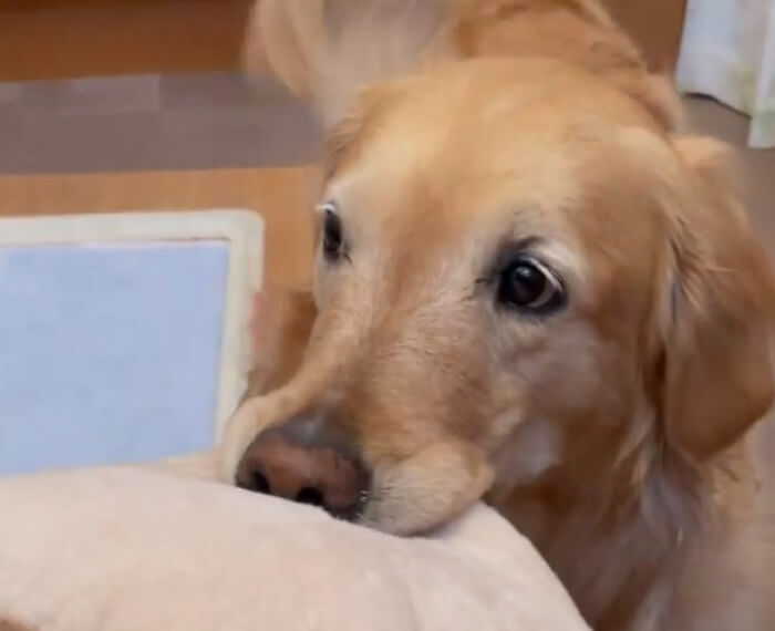 ゴールデンレトリーバー,動画