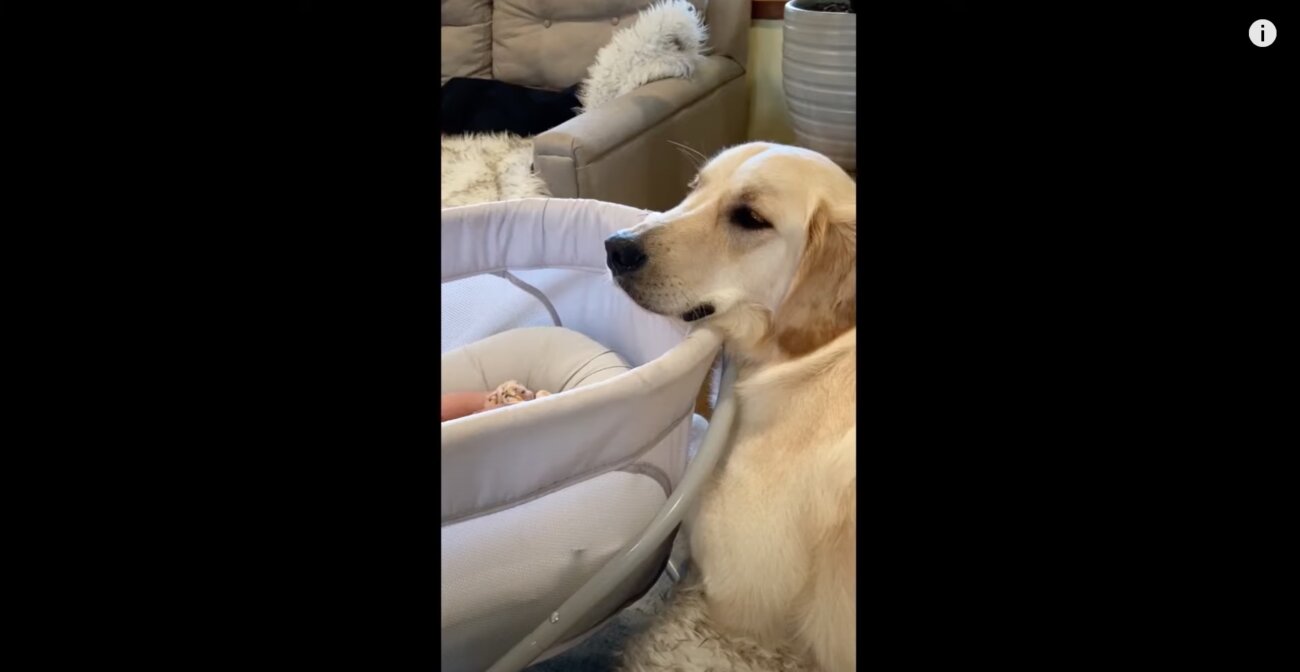 ゴールデンレトリーバー,動画