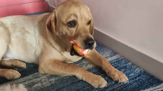 ラブラドールレトリーバー,動画