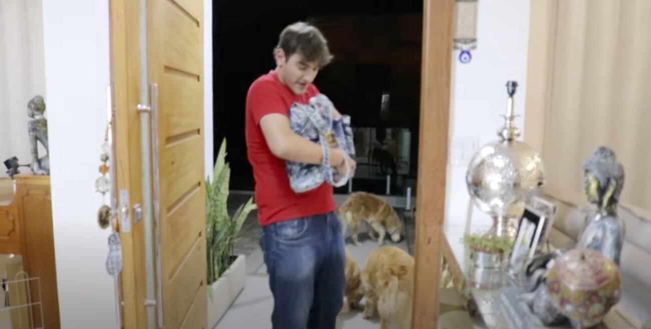 ゴールデンレトリーバー,動画