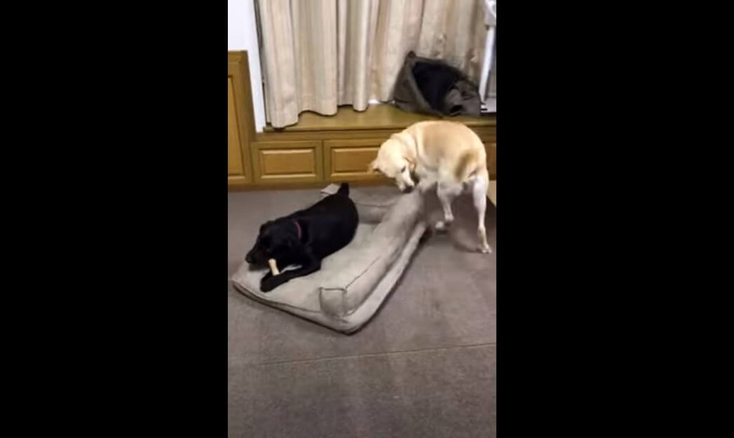 ラブラドールレトリーバー,動画