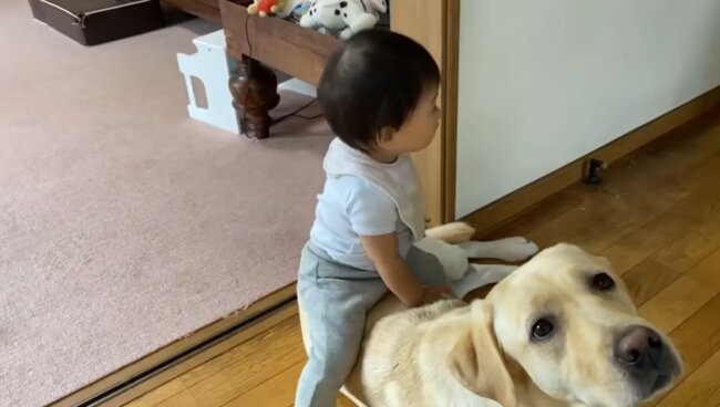 ラブラドールレトリーバー,動画