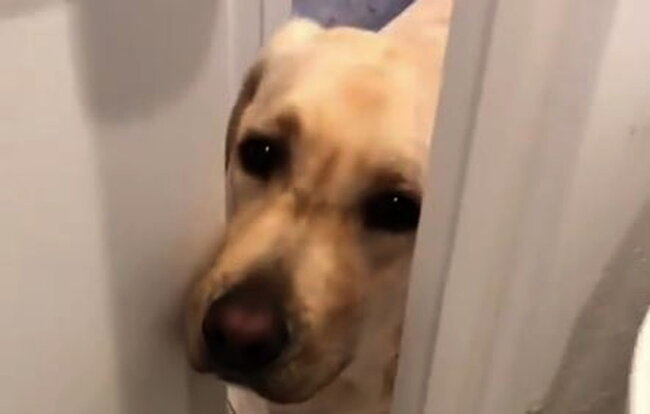ラブラドールレトリーバー,動画