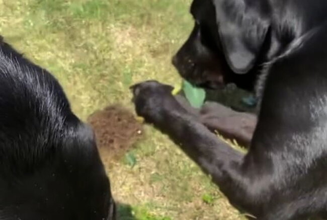 ラブラドールレトリーバー,動画