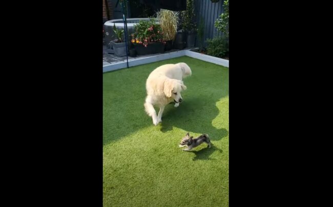 ゴールデンレトリーバー,動画