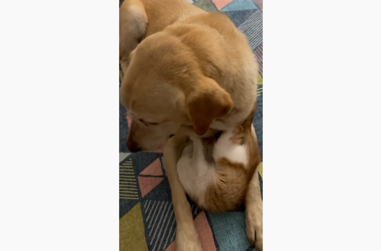 ラブラドールレトリーバー,動画