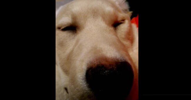 ラブラドールレトリーバー,動画