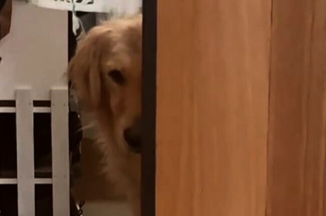 ゴールデンレトリーバー,動画