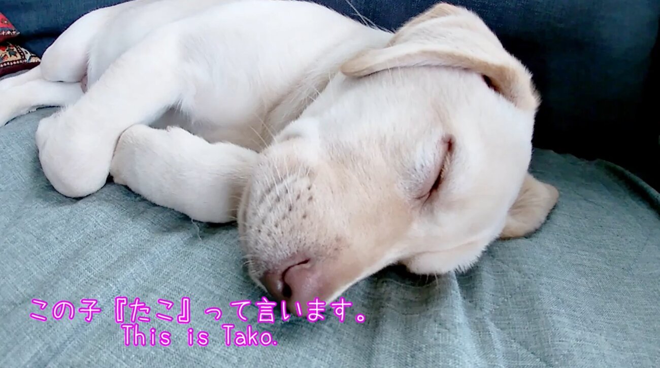 ラブラドールレトリーバー,動画