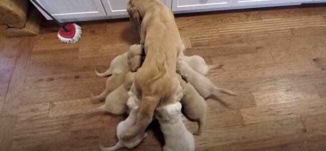 ゴールデンレトリーバー,動画