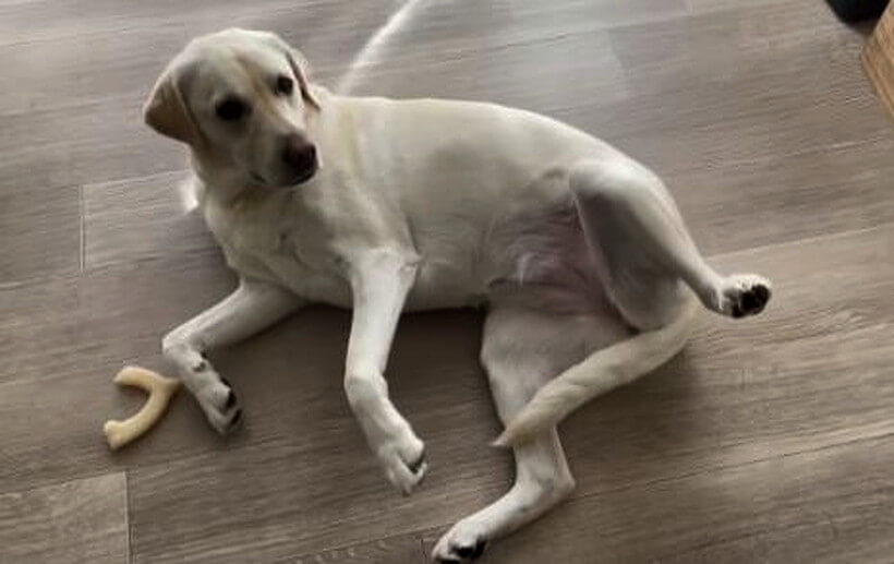 ラブラドールレトリーバー,動画