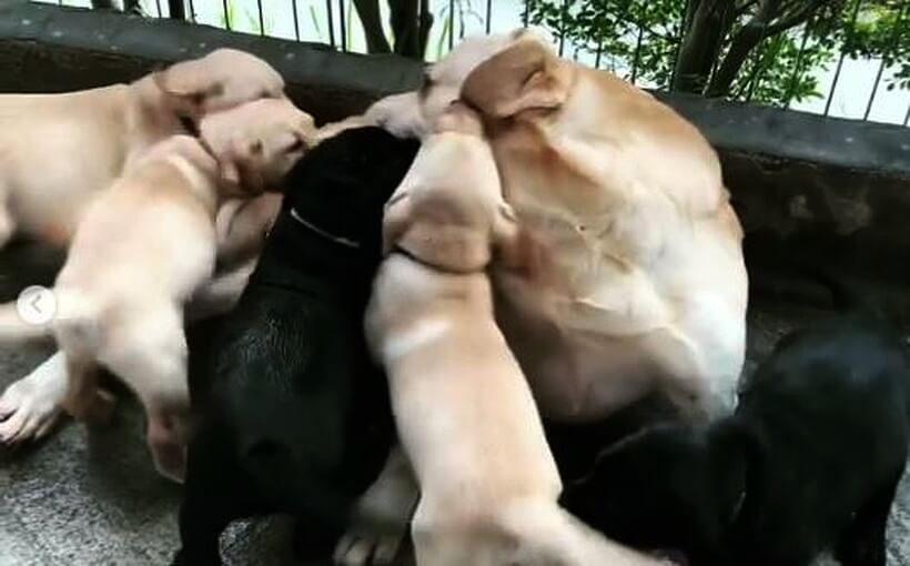 ラブラドールレトリーバー,動画