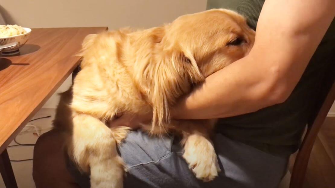 ゴールデンレトリーバー,動画