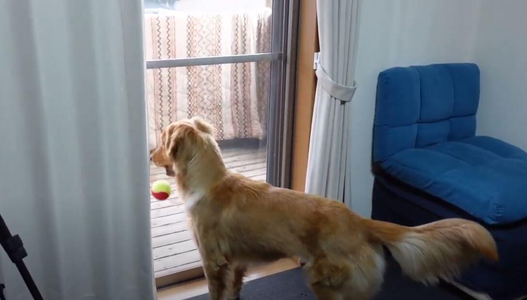 ゴールデンレトリーバー,動画