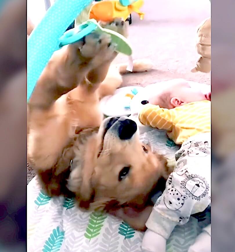 ゴールデンレトリーバー,動画