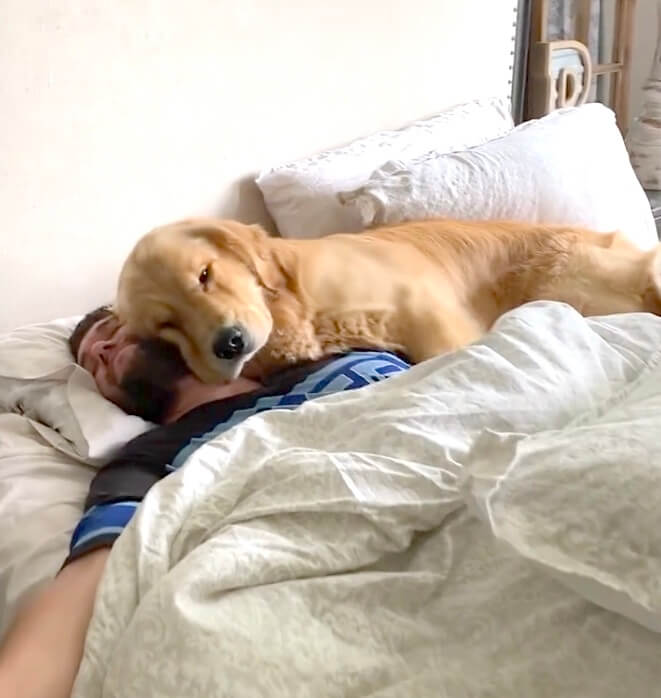 ゴールデンレトリーバー,動画