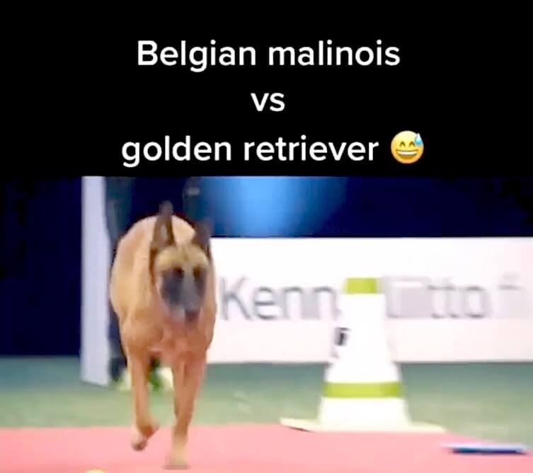 ゴールデンレトリーバー,動画