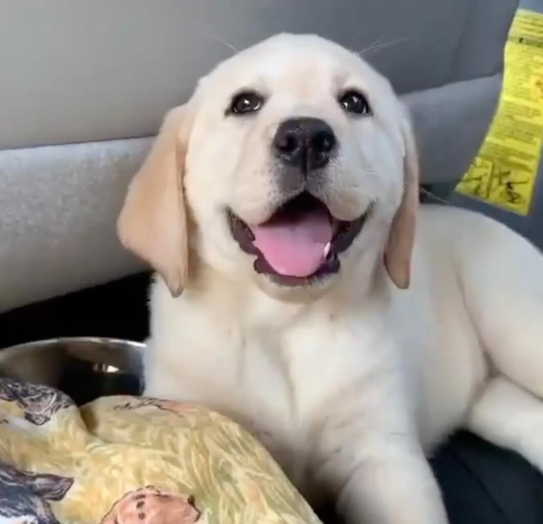 ラブラドールレトリーバー,動画