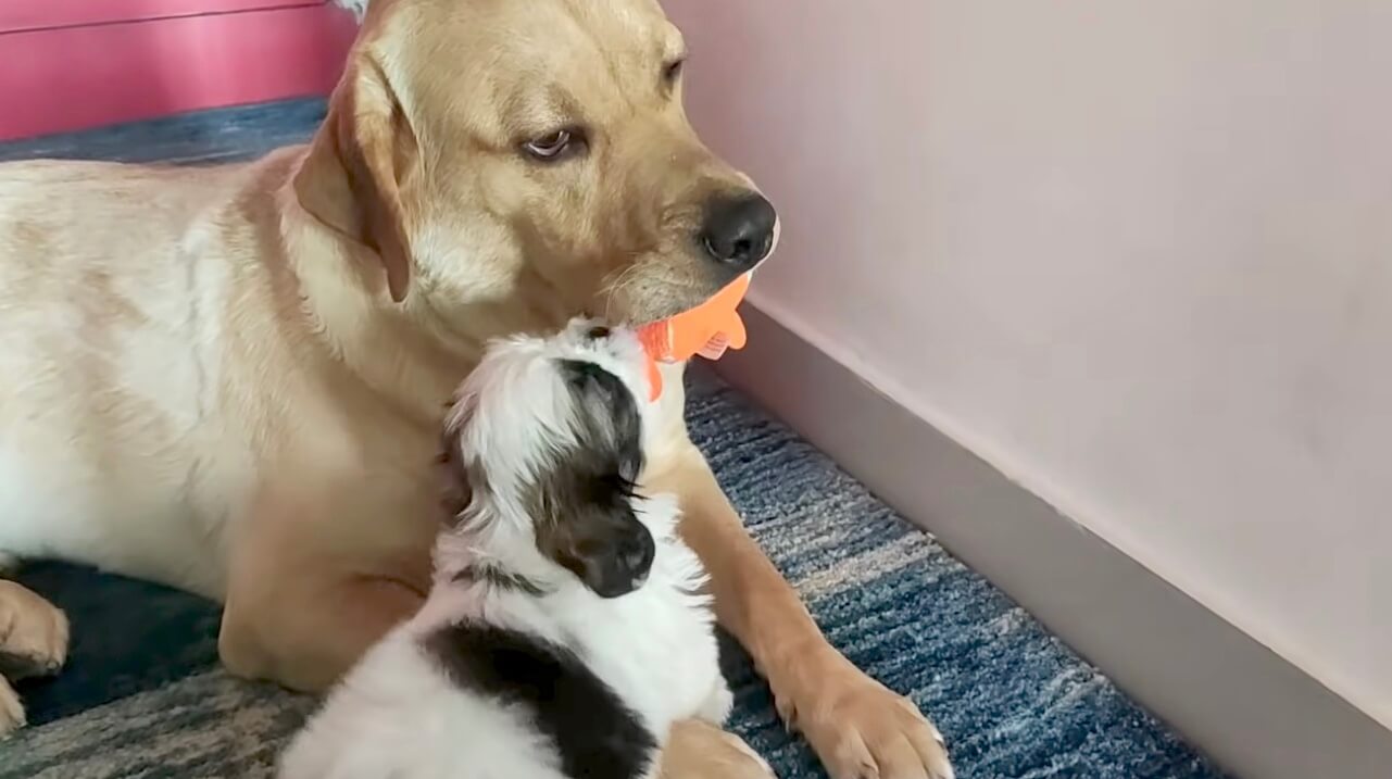 ラブラドールレトリーバー,動画