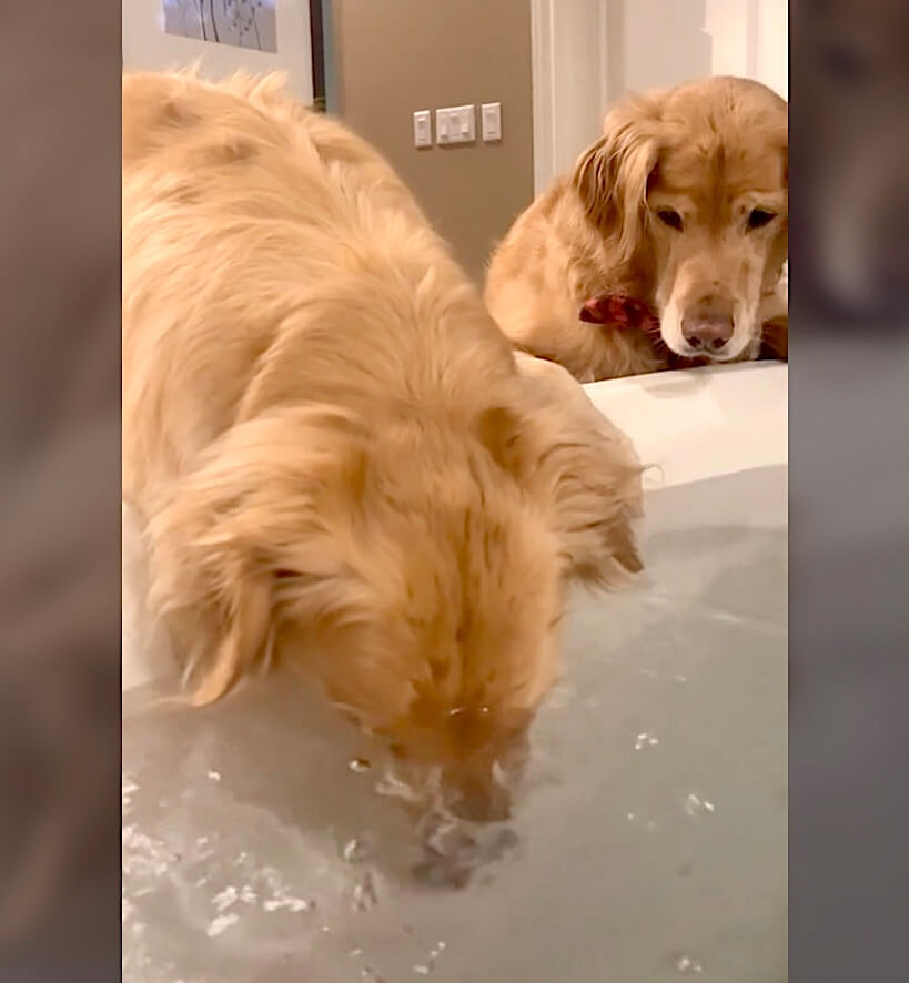 ゴールデンレトリーバー,動画