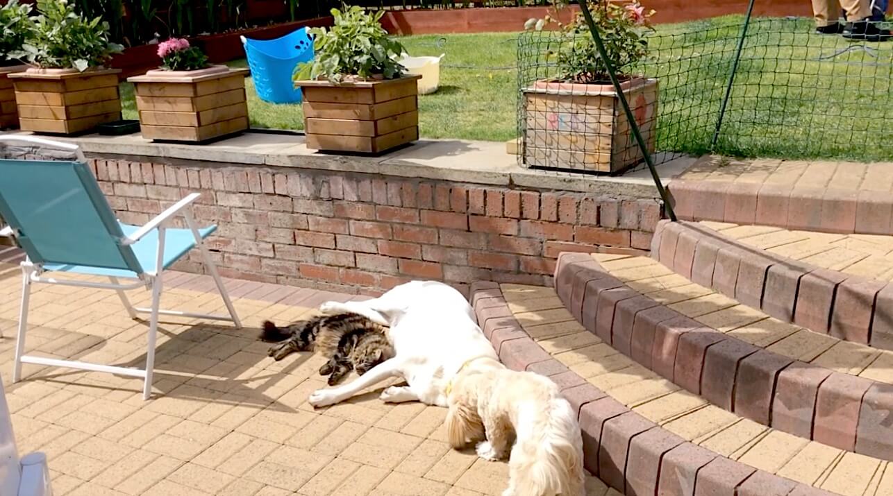 ラブラドールレトリーバー,動画