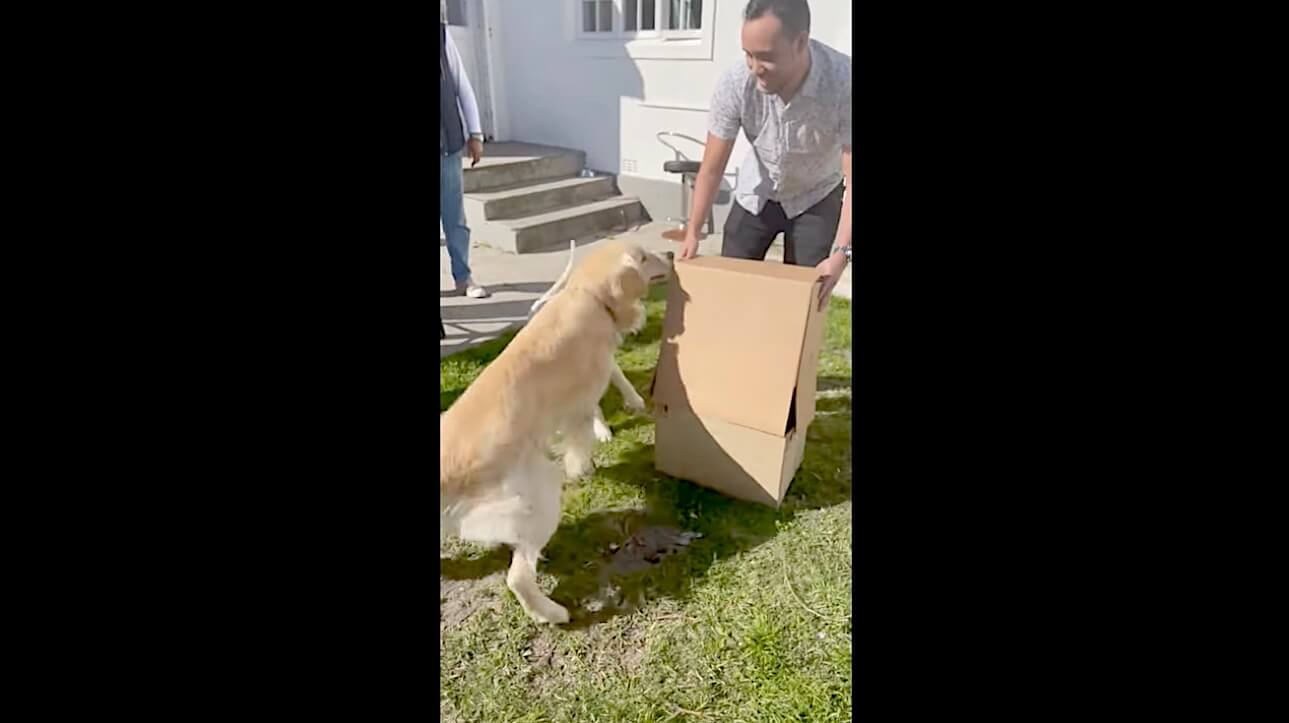 ゴールデンレトリーバー,動画