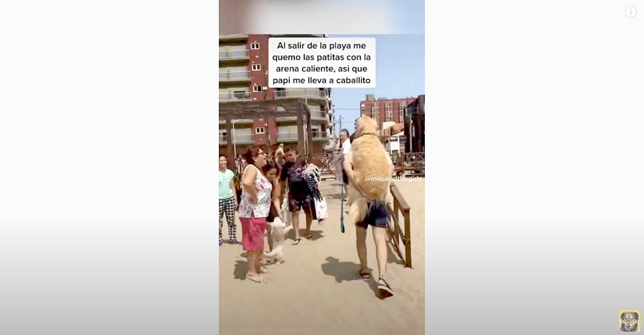 ゴールデンレトリーバー,動画