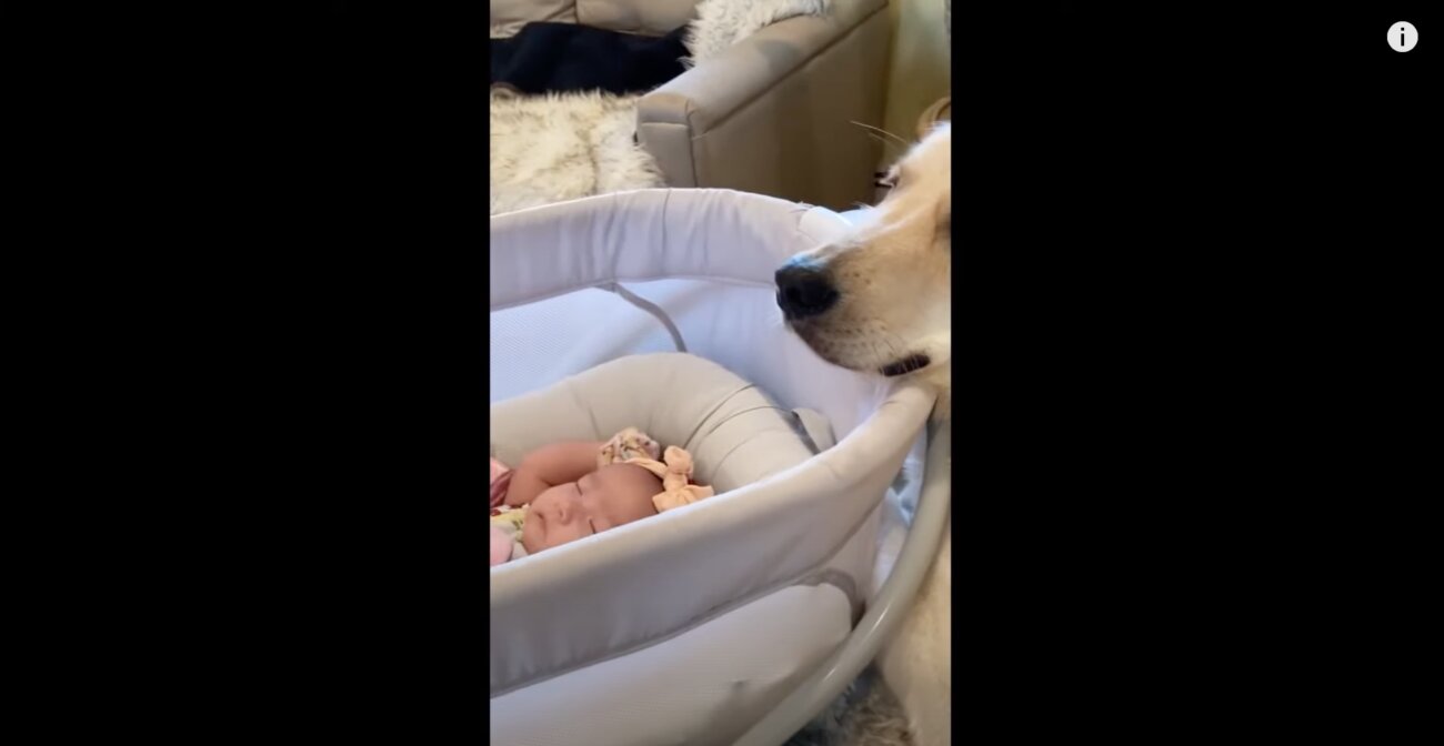 ゴールデンレトリーバー,動画