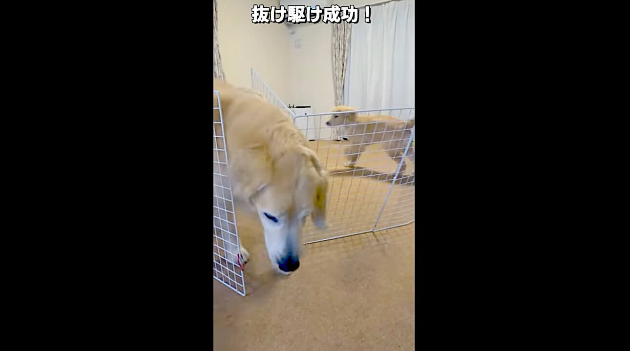 ゴールデンレトリーバー,動画